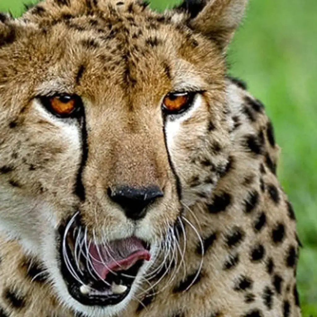 Explore 3 Days Group Budget Lodge Safari Tour Tanzania for 3 days with  Travel Africa Safari Agency and discover unforgettable experiences - Photo 2