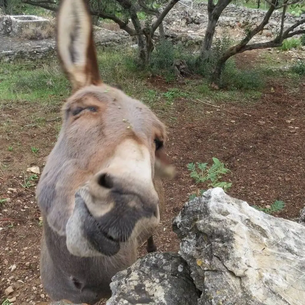 Explore Walk and hike the Dalmatian coast and islands for 6 days with 365activecroatia and discover unforgettable experiences - Photo 2