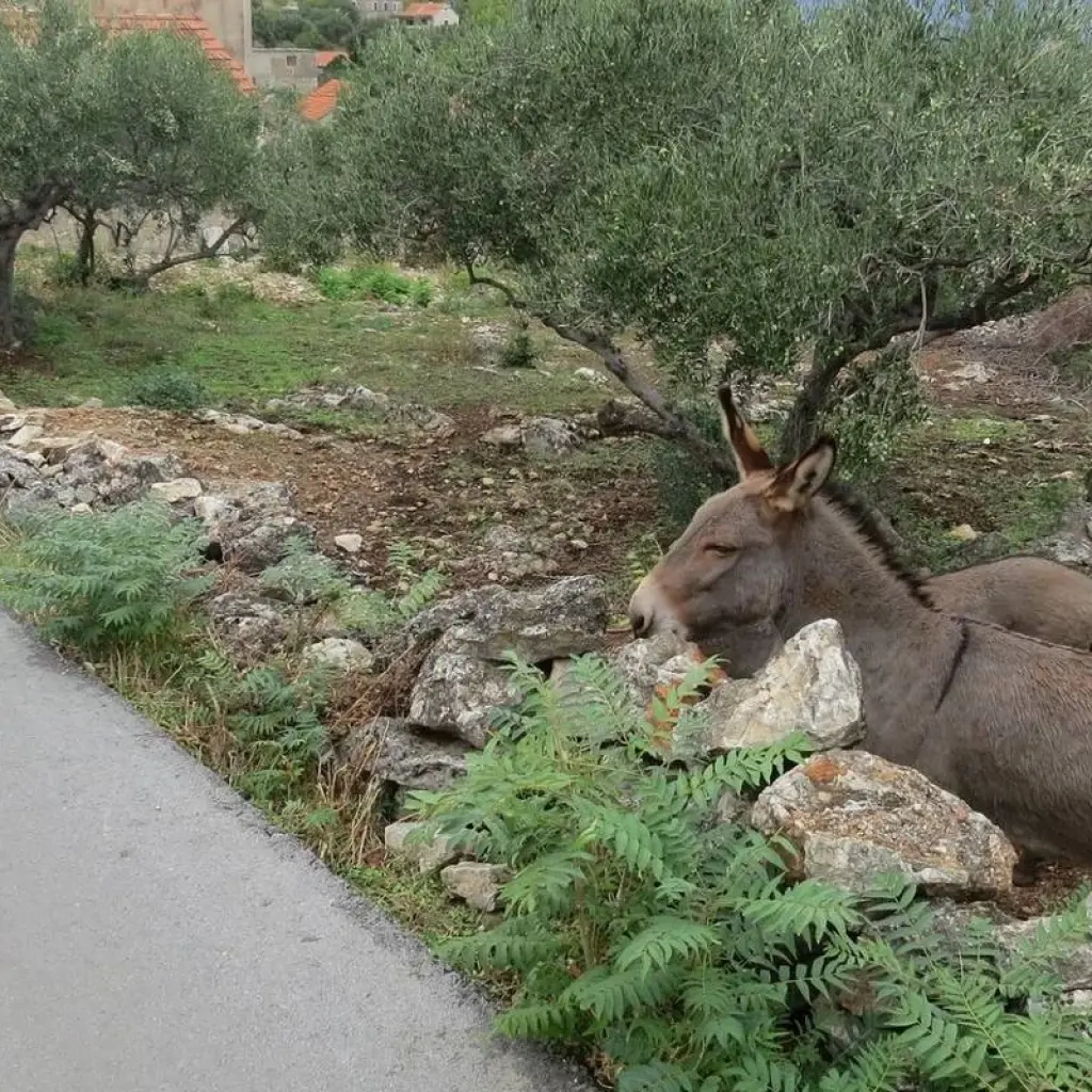 Explore Challenging 7 day self guided bike tour Dalmatian Coast for 7 days with 365activecroatia and discover unforgettable experiences - Photo 2
