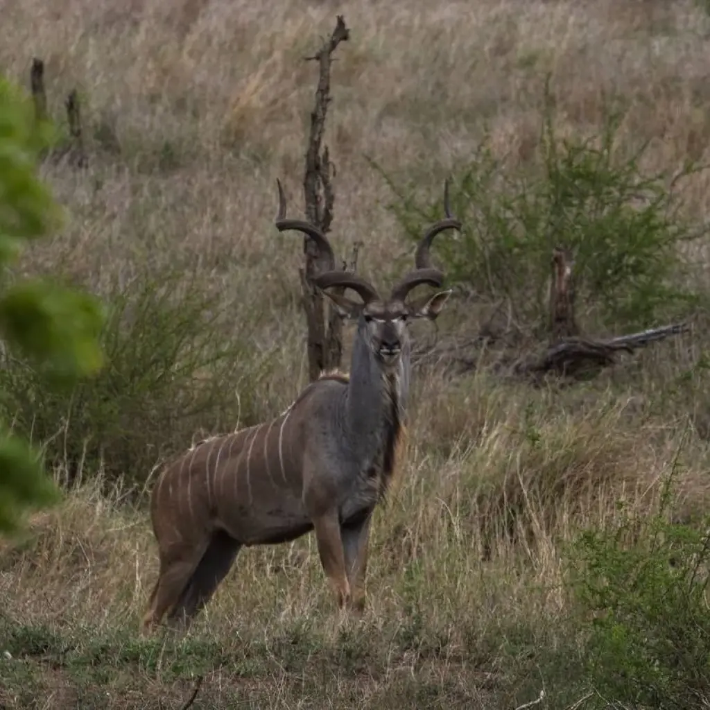 Explore The Southern Cross for 37 days with Absolute Africa and discover unforgettable experiences - Photo 2
