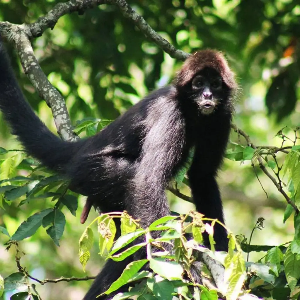 Explore Amazon Camping and Kayaking Discover Yasuni 5-Day for 5 days with Adventure Journeys and discover unforgettable experiences - Photo 2