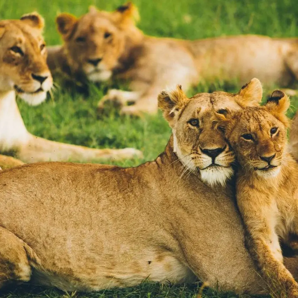 Explore 3 days Masai Mara safari in Kenya: explore the most famous park the Masai Mara National Reserve, at an affordable price for 3 days with Africa Natural Tours and discover unforgettable experiences - Photo 2