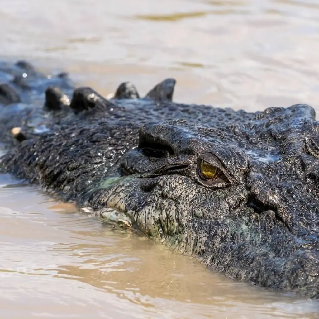Explore 5 Day Kakadu Katherine Litchfield 4WD Active Adventure (Camping) for 5 days with Autopia Tours and discover unforgettable experiences - Photo 2
