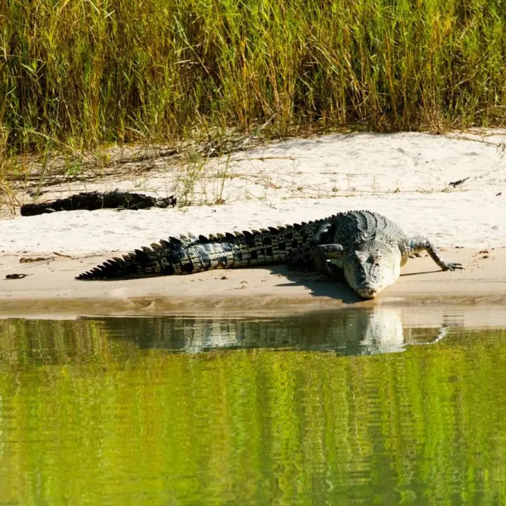 Explore Half Day Jumping Crocodile Cruise from Darwin for 1 days with Autopia Tours and discover unforgettable experiences - Photo 2