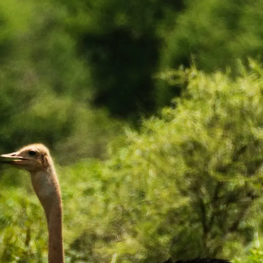 Explore From Arusha 3-Day Tanzanian treasures, Tarangire and Ngorongoro Safari for 3 days with Beach and Safari Holidays and discover unforgettable experiences - Photo 2