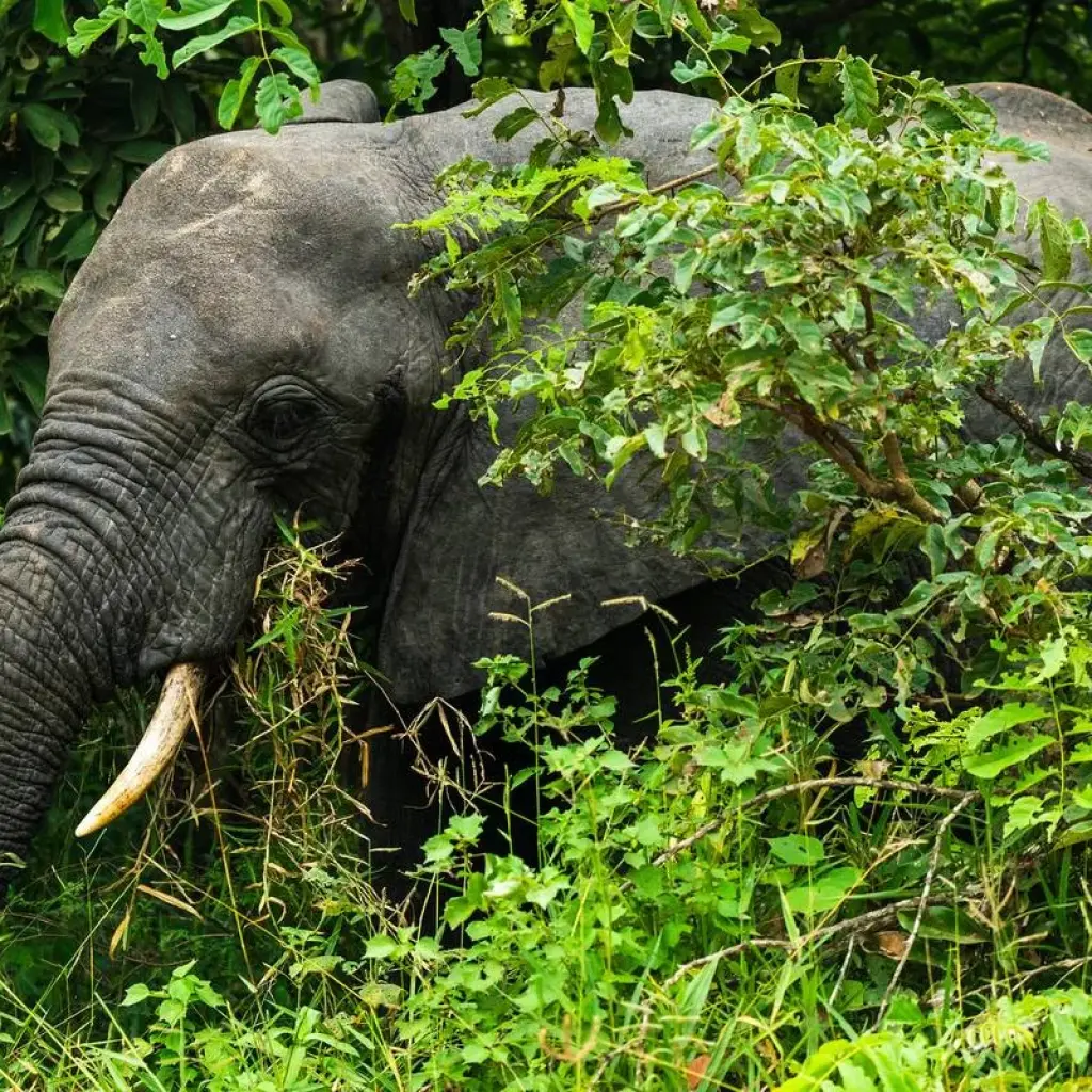 Explore From Zanzibar 3-Day Selous Safari,boat,bushwalk with Fllights for 3 days with Beach and Safari Holidays and discover unforgettable experiences - Photo 2