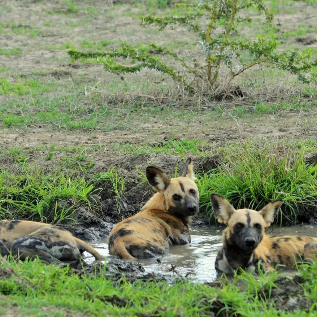 Explore From Arusha 2-Day Tarangire and Ngorongoro Crater Adventure Safari for 2 days with Beach and Safari Holidays and discover unforgettable experiences - Photo 2