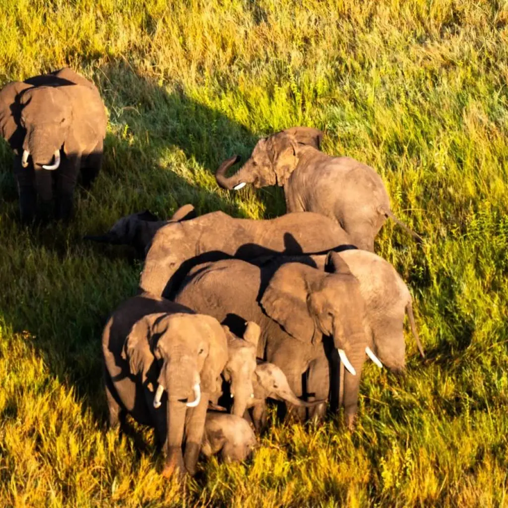 Explore From Arusha 6 days Tanzania's Classic Safari Adventure: Icons of the Wild, Tarangire, Lake Manyara, Serengeti N.P for 6 days with Beach and Safari Holidays and discover unforgettable experiences - Photo 2