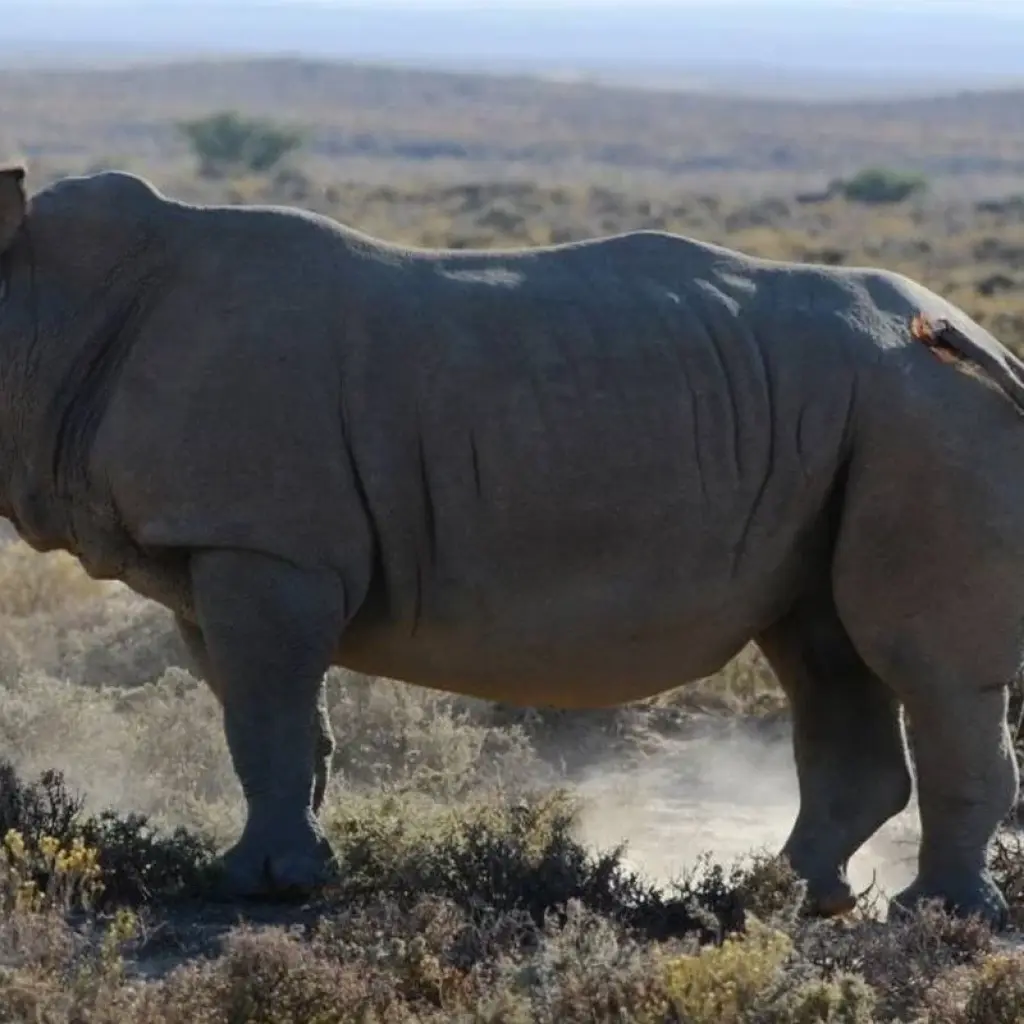 Explore From Arusha 6 days Tanzanian Splendours, Expedition Across Iconic Reserves, Tarangire, Lakes Ndutu/ Manyara, Serengeti Safari for 6 days with Beach and Safari Holidays and discover unforgettable experiences - Photo 2