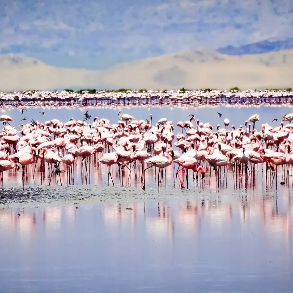 Explore From Arusha 7 days Culture and Wildlife Fusion: African Jeep Safari in Tanzania, Flamingos, Lake Natron/L.Manyara for 7 days with Beach and Safari Holidays and discover unforgettable experiences - Photo 2