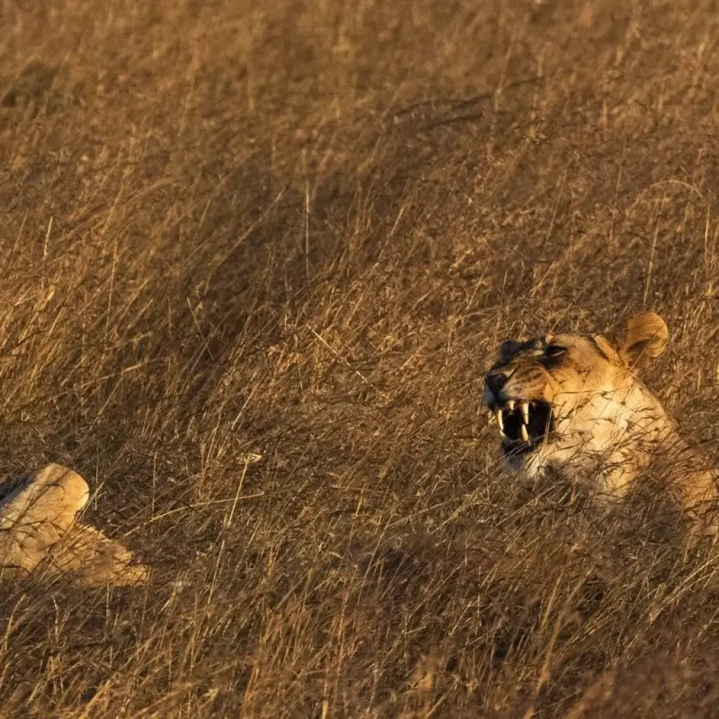 Explore 3 Days Kenya Masai Mara Medium Range Joining safari for 3 days with CKC Tours & Travel and discover unforgettable experiences - Photo 2