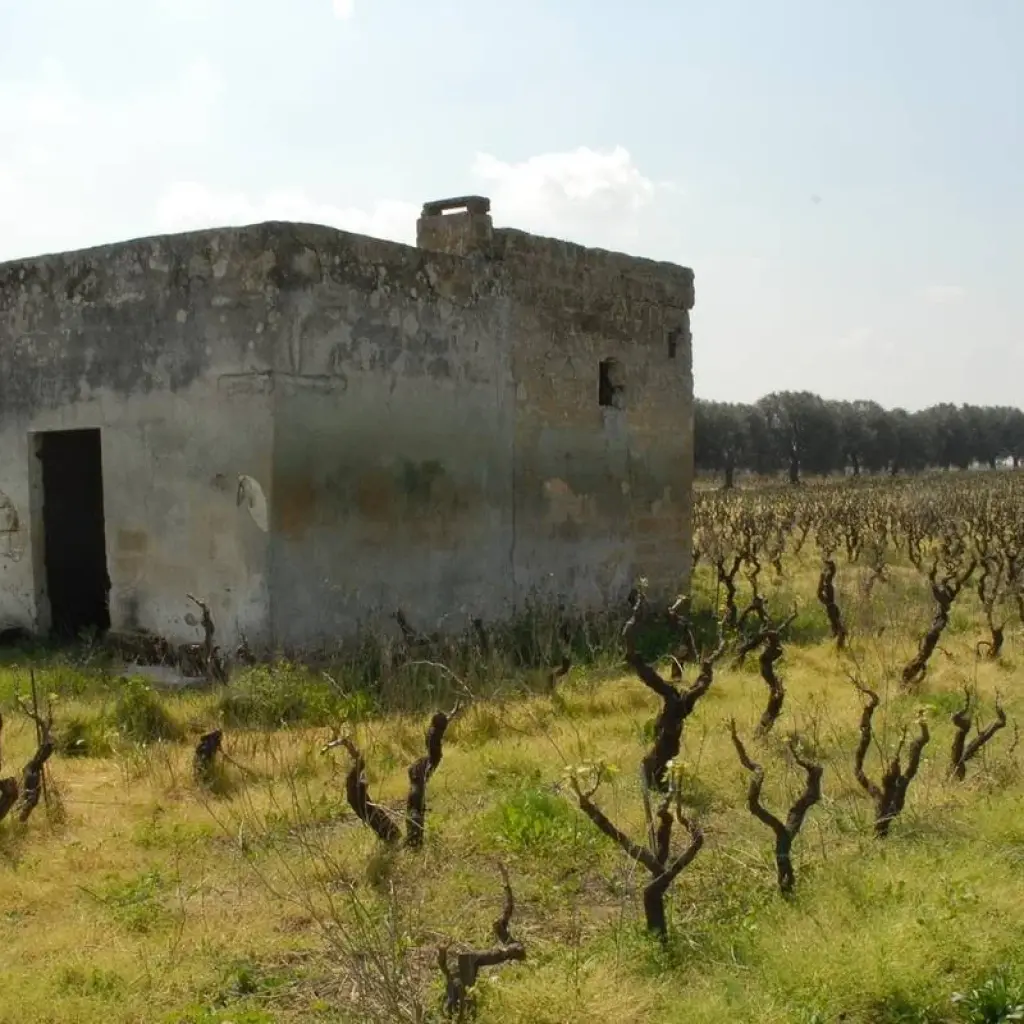 Explore Puglia Private Experience (including Matera): Great landscapes and rural heritage for 7 days with Europeando Europa and discover unforgettable experiences - Photo 2