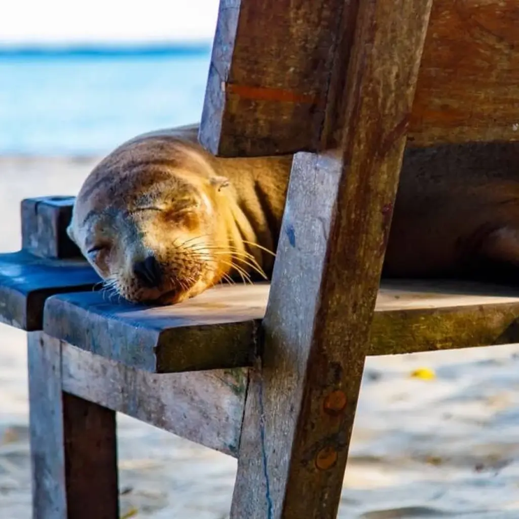 Explore Galapagos Express - Central, South & East Islands aboard the Archipel I for 7 days with Explore! and discover unforgettable experiences - Photo 2
