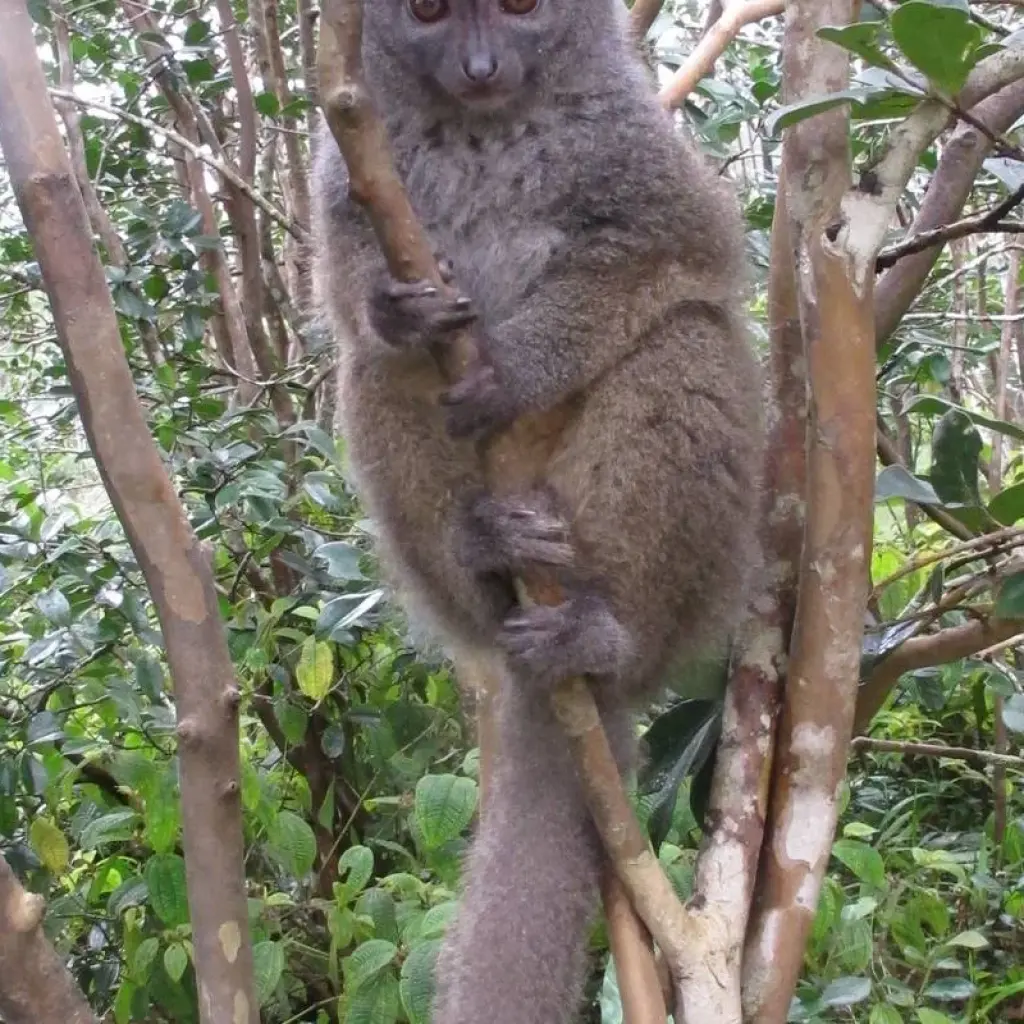 Explore Discover the Unique in Madagascar - Lemurs, Baobabs, Tsingy for 14 days with Fosa Travel and discover unforgettable experiences - Photo 2