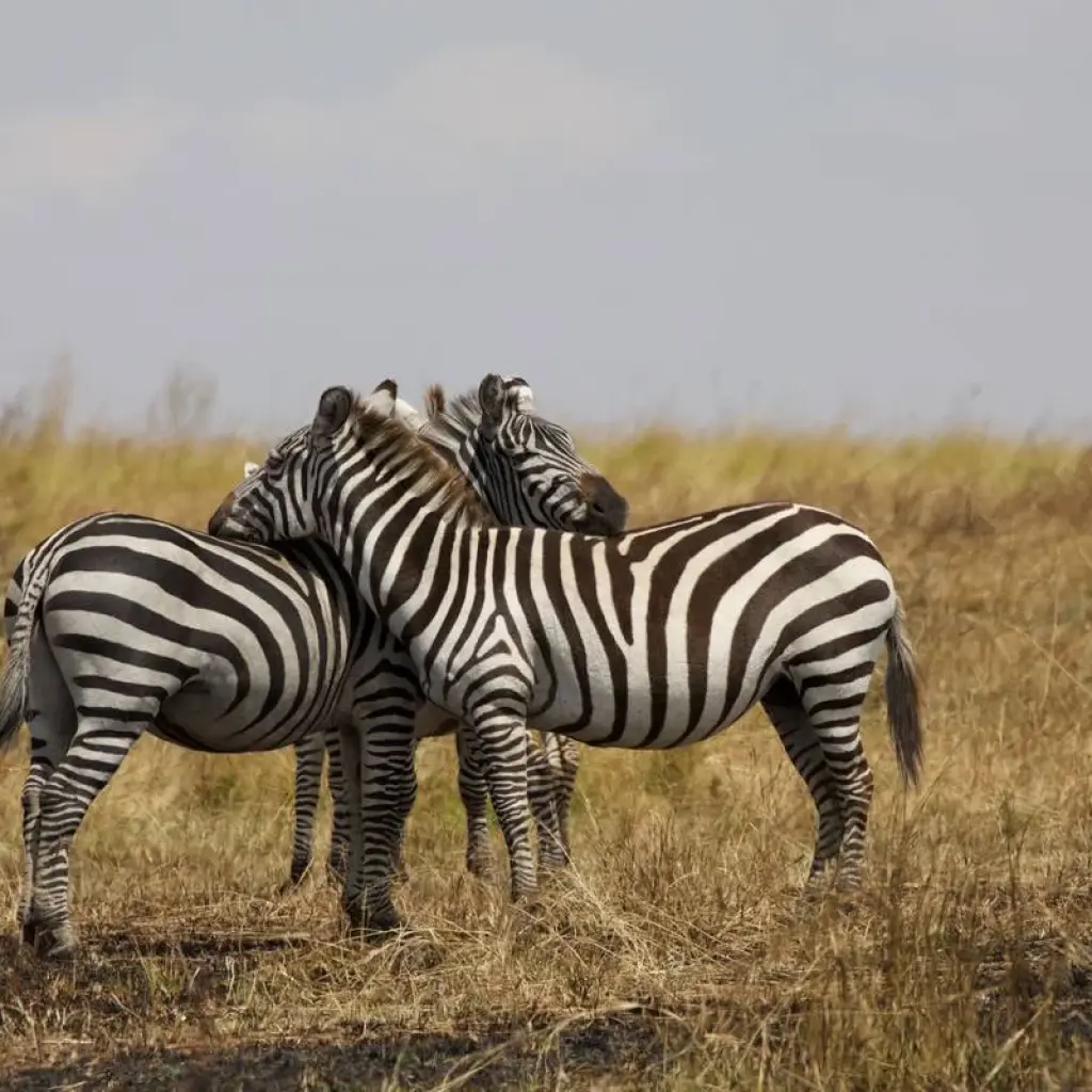 Explore Kenya to Zimbabwe Overland Safari for 20 days with G Adventures and discover unforgettable experiences - Photo 2