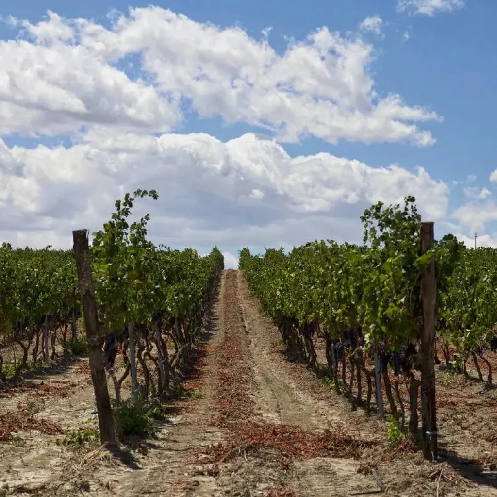 Explore Puglia Tour for 8 days with Go in Italy Ltd and discover unforgettable experiences - Photo 2