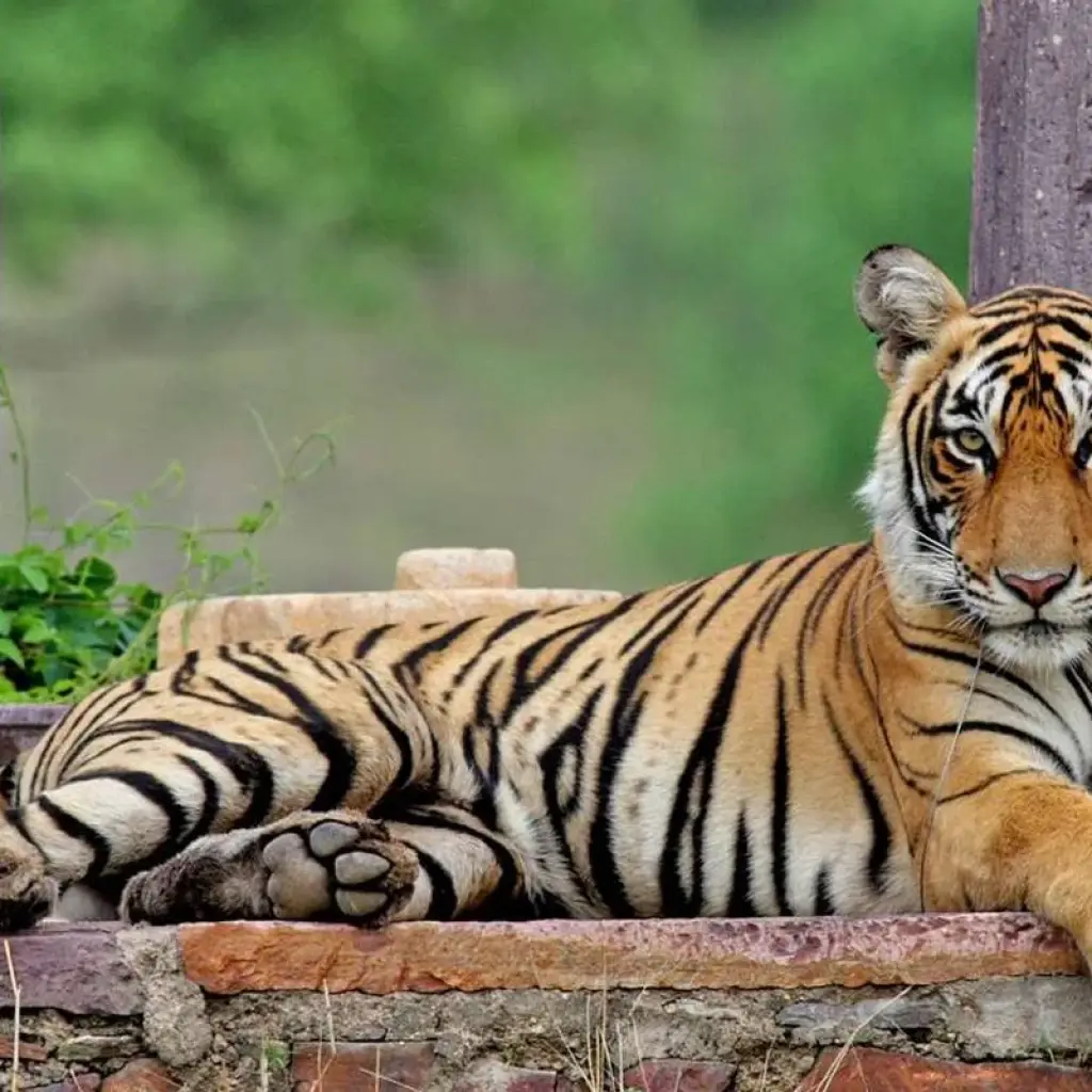 Explore Luxury India Tour for 10 Days for 10 days with Golden Triangle India Tours and discover unforgettable experiences - Photo 2