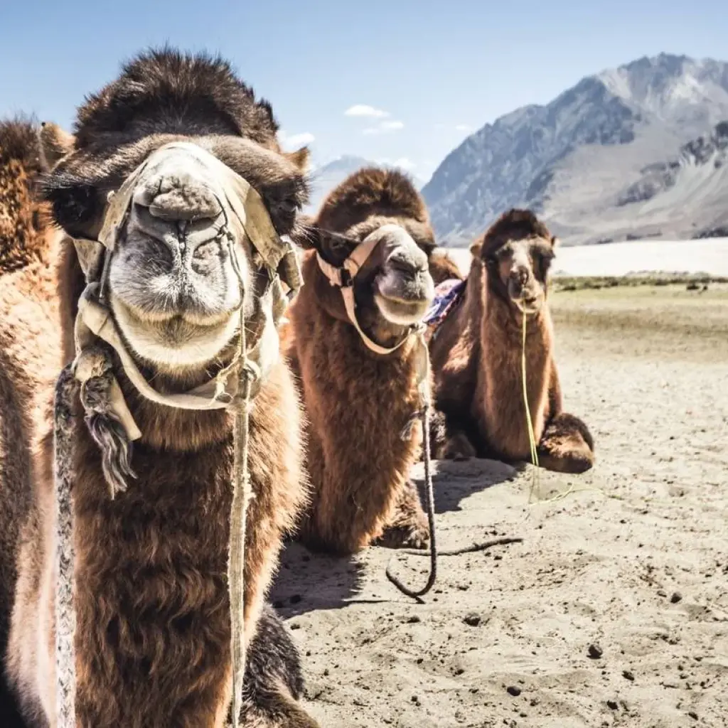 Explore Luxury Leh Ladakh Tour for 7 days with Golden Triangle India Tours and discover unforgettable experiences - Photo 2