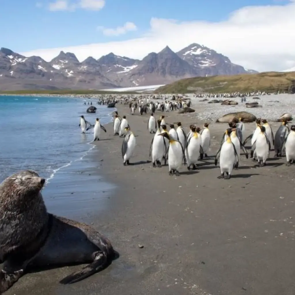 Explore Extraordinary Antarctic route: Weddell Sea Explorer Intensive incl. Helicopter Panorama Flight for 28 days with Inventia and discover unforgettable experiences - Photo 2