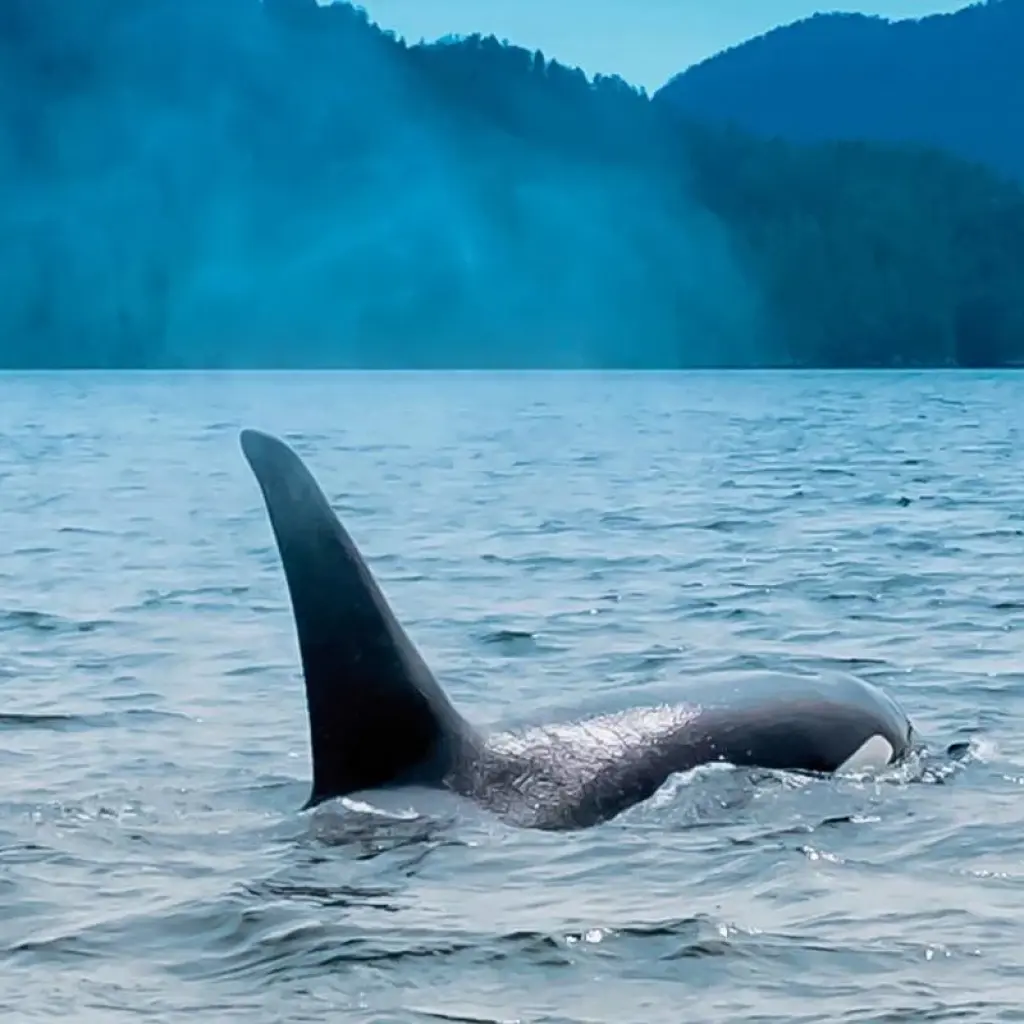 Explore Baren, whales & Vancouver Island for 7 days with DERTOUR and discover unforgettable experiences - Photo 2