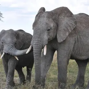 Explore 2 Days, 1 Nights Tarangire & Ngorongoro Group Mid Range Safari Tanzania for 2 days with  Travel Africa Safari Agency and discover unforgettable experiences - Photo 3