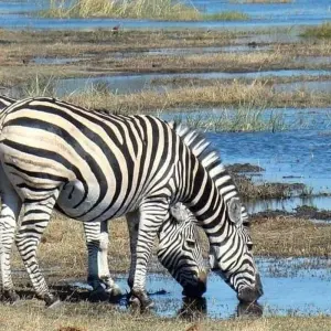 Explore 4 Days, Joining Group Safari Tour Tanzania for 4 days with  Travel Africa Safari Agency and discover unforgettable experiences - Photo 3