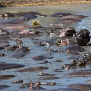 Explore 3 Days Group Budget Lodge Safari Tour Tanzania for 3 days with  Travel Africa Safari Agency and discover unforgettable experiences - Photo 3