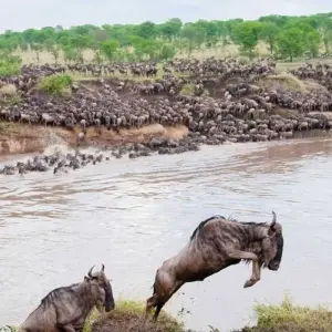 Explore 6 Days, 5 Nights Private Mid-range Safari Tanzania for 6 days with  Travel Africa Safari Agency and discover unforgettable experiences - Photo 4