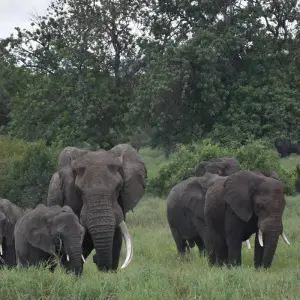 Explore 4 Days, Joining Group Safari Tour Tanzania for 4 days with  Travel Africa Safari Agency and discover unforgettable experiences - Photo 4