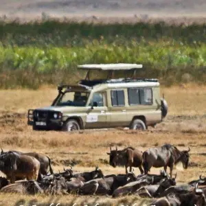 Explore Full-Day Trip to Ngorongoro Crater From Arusha Town for 1 days with  Travel Africa Safari Agency and discover unforgettable experiences - Photo 4