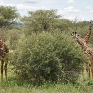 Explore 3 Days Group Budget Lodge Safari Tour Tanzania for 3 days with  Travel Africa Safari Agency and discover unforgettable experiences - Photo 4