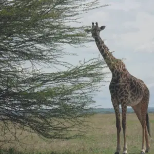 Explore 6 Days, 5 Nights Private Mid-range Safari Tanzania for 6 days with  Travel Africa Safari Agency and discover unforgettable experiences - Photo 5
