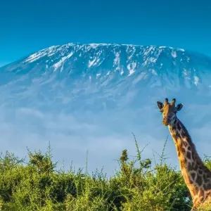 Explore 2 Days, 1 Nights Tarangire & Ngorongoro Group Mid Range Safari Tanzania for 2 days with  Travel Africa Safari Agency and discover unforgettable experiences - Photo 6