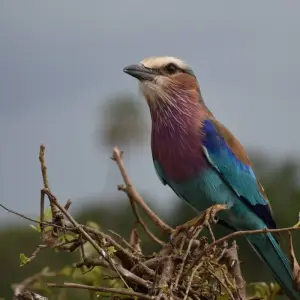 Explore 4 Days, Joining Group Safari Tour Tanzania for 4 days with  Travel Africa Safari Agency and discover unforgettable experiences - Photo 6