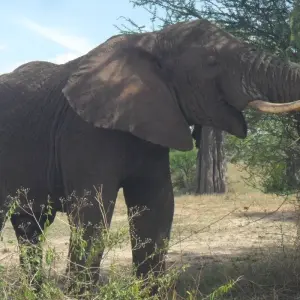 Explore 6 Days, 5 Nights Private Mid-range Safari Tanzania for 6 days with  Travel Africa Safari Agency and discover unforgettable experiences - Photo 6