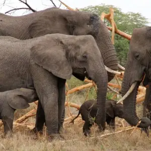Explore 5-Day Tanzania Luxury Safari with Balloon in Serengeti for 5 days with  Travel Africa Safari Agency and discover unforgettable experiences - Photo 7