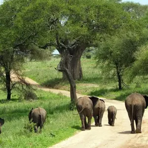 Explore 2 Days, 1 Nights Tarangire & Ngorongoro Group Mid Range Safari Tanzania for 2 days with  Travel Africa Safari Agency and discover unforgettable experiences - Photo 8
