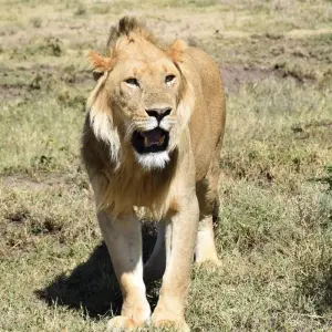 Explore 3 Days Group Budget Lodge Safari Tour Tanzania for 3 days with  Travel Africa Safari Agency and discover unforgettable experiences - Photo 7