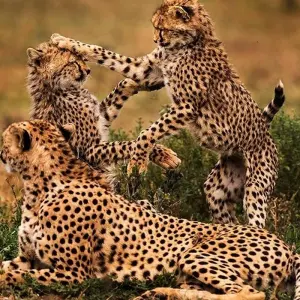 Explore 4 Days, Joining Group Safari Tour Tanzania for 4 days with  Travel Africa Safari Agency and discover unforgettable experiences - Photo 8