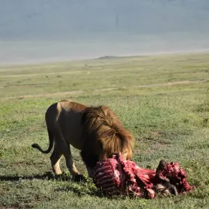 Explore 6 Days, 5 Nights Private Mid-range Safari Tanzania for 6 days with  Travel Africa Safari Agency and discover unforgettable experiences - Photo 8