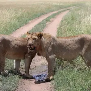 Explore 5 Days, Budget Group Camping with 2 night in Serengeti Safari in Tanzania for 5 days with  Travel Africa Safari Agency and discover unforgettable experiences - Photo 8