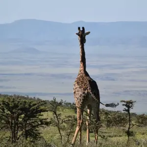 Explore 3 Days Group Budget Lodge Safari Tour Tanzania for 3 days with  Travel Africa Safari Agency and discover unforgettable experiences - Photo 8