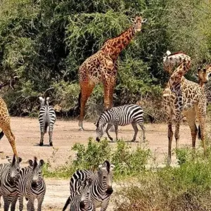 Explore 4 Days, Joining Group Safari Tour Tanzania for 4 days with  Travel Africa Safari Agency and discover unforgettable experiences - Photo 9