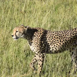 Explore 5 Days, Budget Group Camping with 2 night in Serengeti Safari in Tanzania for 5 days with  Travel Africa Safari Agency and discover unforgettable experiences - Photo 9