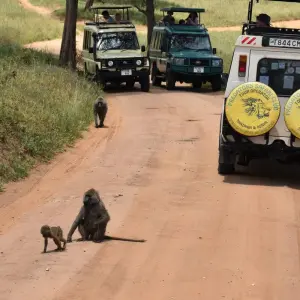 Explore 3 Days Group Budget Lodge Safari Tour Tanzania for 3 days with  Travel Africa Safari Agency and discover unforgettable experiences - Photo 9