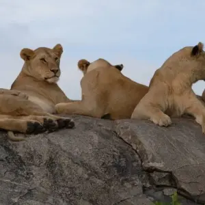 Explore 2 Days, 1 Nights Tarangire & Ngorongoro Group Mid Range Safari Tanzania for 2 days with  Travel Africa Safari Agency and discover unforgettable experiences - Photo 10