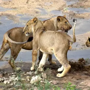 Explore 6 Days, 5 Nights Private Mid-range Safari Tanzania for 6 days with  Travel Africa Safari Agency and discover unforgettable experiences - Photo 10