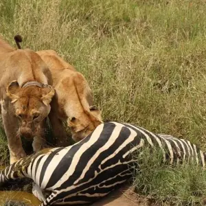 Explore 5 Days, Budget Group Camping with 2 night in Serengeti Safari in Tanzania for 5 days with  Travel Africa Safari Agency and discover unforgettable experiences - Photo 10