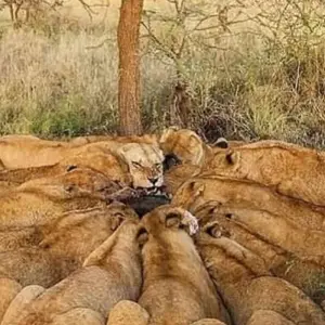 Explore 3 Days Group Budget Lodge Safari Tour Tanzania for 3 days with  Travel Africa Safari Agency and discover unforgettable experiences - Photo 10