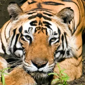 Explore 4 Days: Khajuraho With Tiger Safari (Wildlife Tour) for 4 days with  Taj Voyages Tours  and discover unforgettable experiences - Photo 7